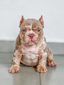 Filhote American Bully