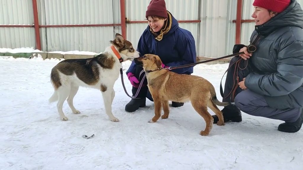 Dog Walker 