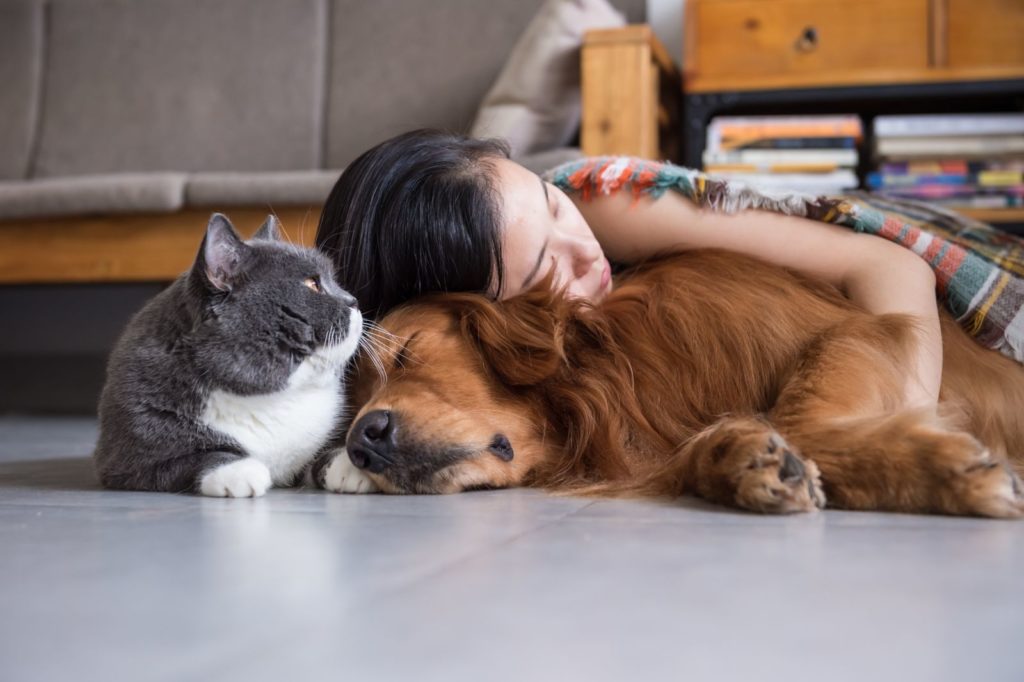 Cuidados com Meu Pet