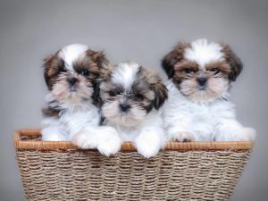 Shih Tzu