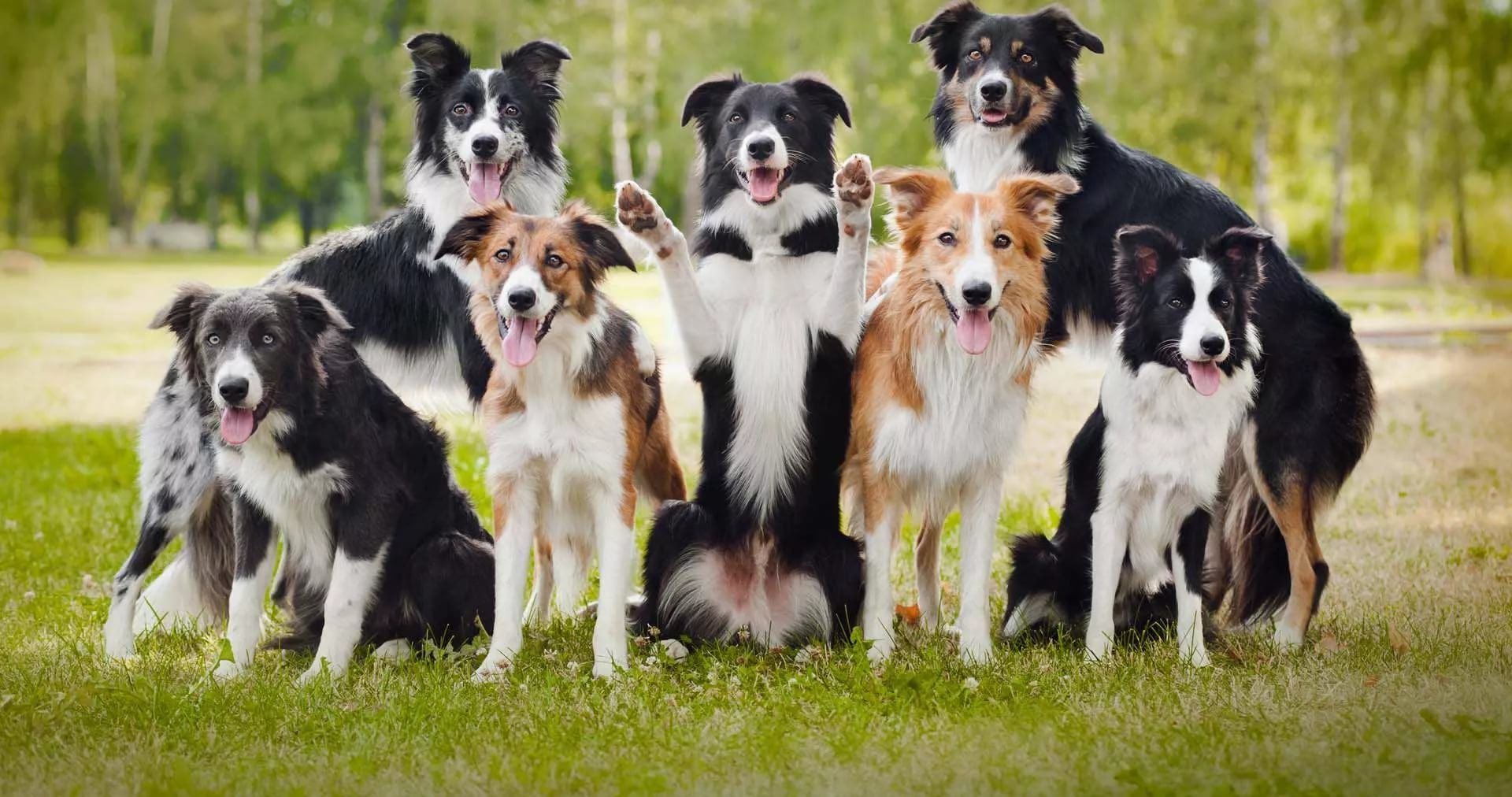 Meu amigo Pet Genial, cães inteligentes