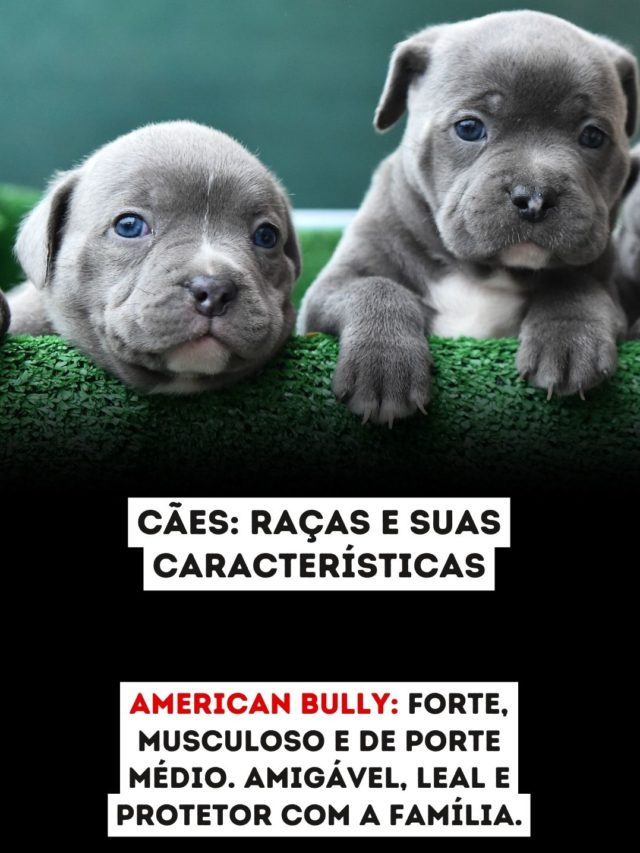 CAOINTELIGENTE1