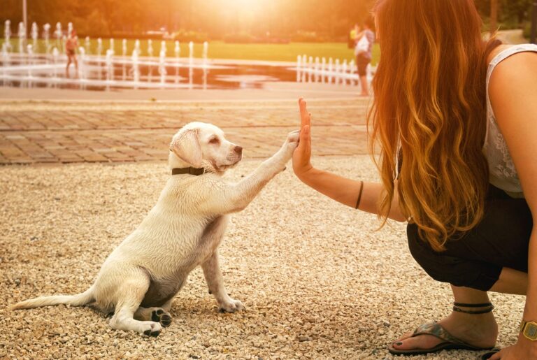 Técnicas de Adestramento do seu Animal de Estimação.